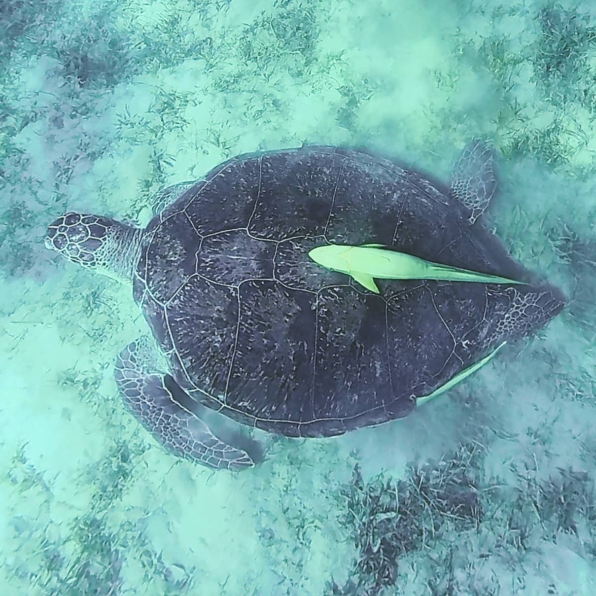 1 #Meter groß! 😍🥰

#

#snorkeling #turtle #egypt #safaga #redsea #herrlich #summer #padi