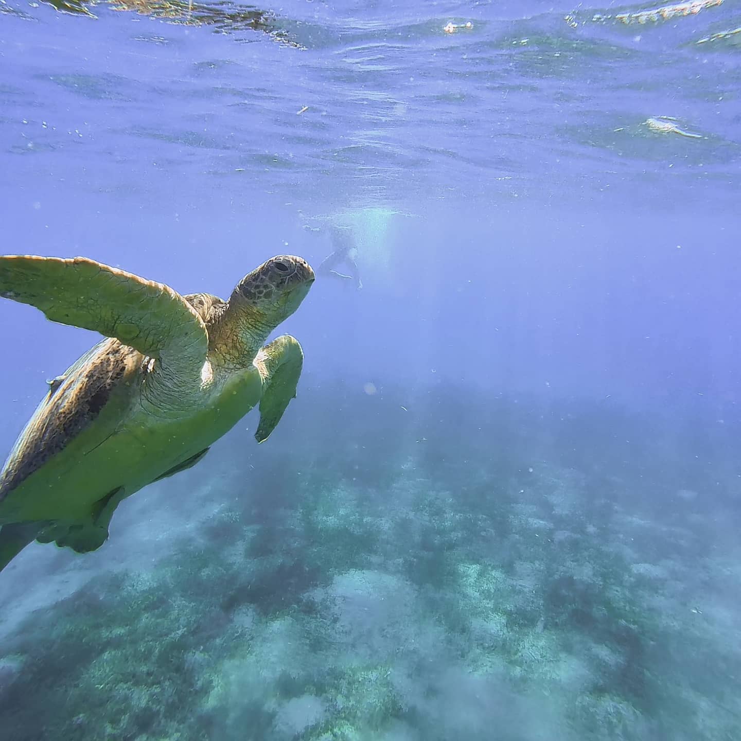 🥰 #snorkeling #turtle #egypt #safaga #redsea #herrlich #summer #padi